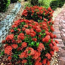 Dwarf Ixora Is A Great Plant For Summertime Color Plants Landscaping Plants Planting Flowers