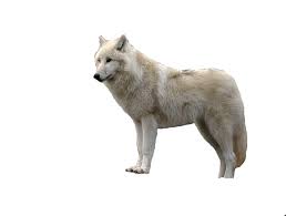 White Wolf With Transparent Png Png Mart Png White Wolf Wolf