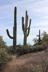 If your plans change, you can cancel free of charge until free cancellation expires. What S Attacking The Saguaro Cacti Mark And Saimi Boldly Go