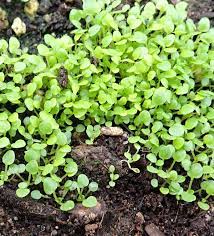 Check spelling or type a new query. Mint Corsican Mentha Requienii Packet Of 100 Seeds Strictly Medicinal Seeds