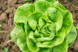 Maybe you would like to learn more about one of these? 18 Types Of Lettuce And The Best Ways To Eat Each One Epicurious