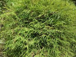 Image result for Pogonatherum paniceum