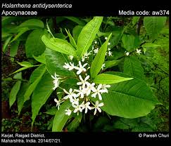 Image result for Holarrhena