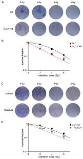 Under normal conditions, cells grow, divide, become old, and die. Cancers Free Full Text Kca3 1 Channels Confer Radioresistance To Breast Cancer Cells Html