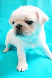 Teacup Pug Pug Forums View Topic White Pug Anyone Baby Pugs Pug Puppies Cute Pugs