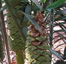 Image result for Encephalartos umbeluziensis