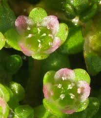 Image result for Elatinaceae