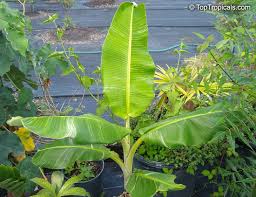 Image result for Musa sp. (Ornamental bananas)