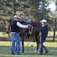 Level 1-2 Introductory Horsemanship Clinic event image