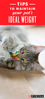 Pin On Pet Health And Nutrition