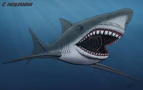 C Megalodon