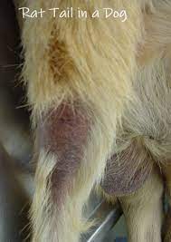 Ask The Vet Why Do Dogs Lose Hair On Their Tails Dog Discoveries