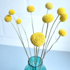 Check spelling or type a new query. Billy Button Dried Flowers Green Mustard Uk Interior Design Blog Inspiration For Your Home