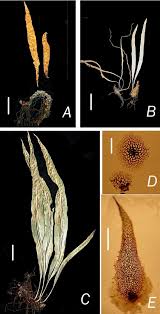 Image result for Lepisorus