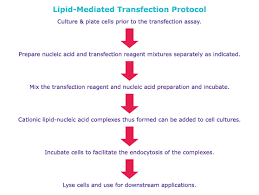 The health and viability of the cell line, quality. Introduction To Cell Transfection