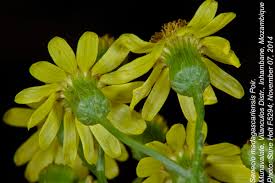 Image result for Senecio madagascariensis