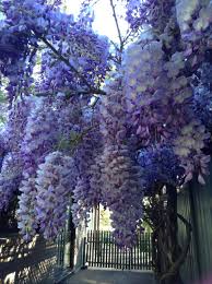 My Wisteria In Full Bloom Central Coast Nsw Australia Wisteria Garden Wisteria Tree Wisteria Plant