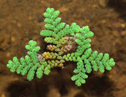 Image result for Azolla nilotica