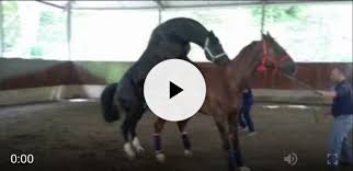 جفت گیری و کشش اسب های مسابقه ای تزئینی جدید