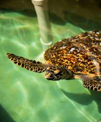De la wikipedia, enciclopedia liberă. Turtle Tortoise Zooborns
