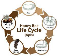 Diagrama Del Ciclo Vital De La Tortuga Marina Ilustracion Del Vector Ilustracion De Insectos Bicicleta 167444952