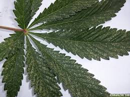 Brown spots on leaves if you start noticing brown spots on your marijuana leaves, it's a sure sign of calcium deficiency. White Silver Spots On My Leaves Help With Photo 420 Magazine