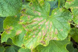 Cucumber Blight Diseases Identification And Control Garden Eco