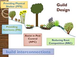 Food Forests Or Forest Gardens Permaculture Design Course Handbook Permaculture Gardening Permaculture Design Course Permaculture Design