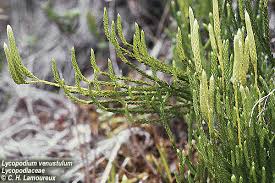 Image result for Lycopodiaceae