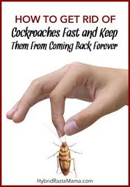 How To Get Rid Of Roaches For Good In 2020 How To Get Rid Kill Roaches Kill Roaches Naturally