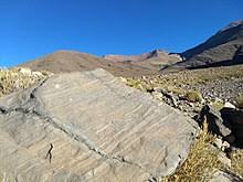 Habita las ecorregiones de los altos andes, la puna en los altos andes y la puna, donde comparte hábitat con el gato andino (leopardus jacobita), alcanza densidades relativamente altas sosteniendo. Puna Wikipedia