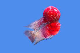 Top 25 Colorful Freshwater Aquarium Fish