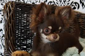 Photo Chihuahua Poil Long Poil Court A Mirabel Laurentides Hd Chihuahua Chiots Chihuahuas Chihuahua Chihuahua Au Poil Long