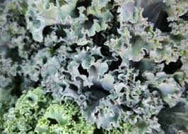 Image result for kadeřávek