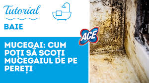 Tineti cont insa ca pata iese mai usor daca actionati imediat ce isi. Cum SÄƒ EliminÄƒm Mucegaiul Youtube