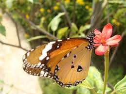 Image result for Stathmostelma gigantiflorum