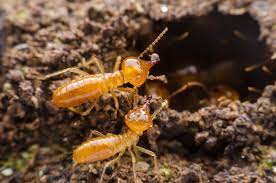 There are lots of products that kill termites, but when termites don't return to their colony, it does not go unnoticed. Termite Spray How Does It Work Terminix