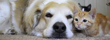 Achieve a community void of homeless animals. Animal Welfare League Of Charlotte County Videos Facebook