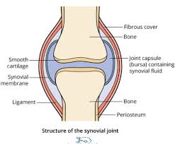 Joint Definition Anatomy Movement Types Examples How To Relief In 2020 Synovial Joint Joint Anatomy