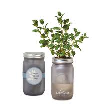 Modern sprout brass growhouse v2 ($199) best. Modern Sprout Indoor Herb Garden Kit Modern Sprout Indoor Herb Garden Kit