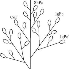 Image result for Brachyachne patentiflora