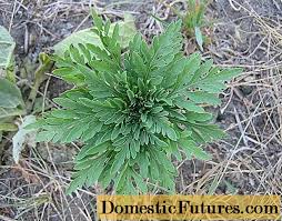 Check spelling or type a new query. Weed Ambrosia Foto Treaba Prin Casa 2021
