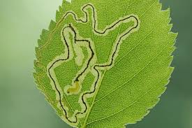 Image result for Stigmella lapponica