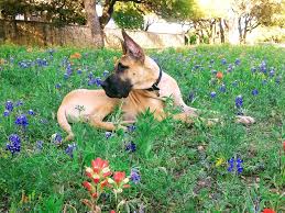 Dogwood animal hospital is located in longview city of texas state. Dogwood Animal Clinic