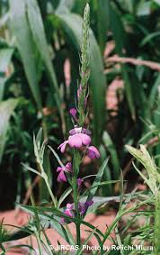 Image result for Striga hermonthica