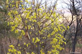 Image result for Ochna pulchra