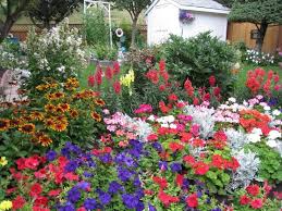 Find out what flowers thrive in the sun, the difference between perennials and annuals, and. Mixed Annual Flower Border In Canadian Customer Roanne S Garden Annual Flowers Flower Border Garden Seeds