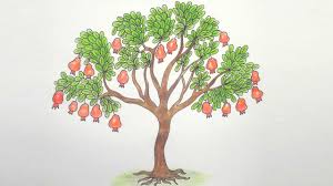 How To Draw Pomegranate Tree Step By Step Very Easy Youtube Guava trees are very hardy and can thrive on all types of soils, but are sensitive to water logging. how to draw pomegranate tree step by step very easy
