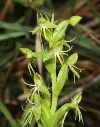 Image result for Habenaria supplicans