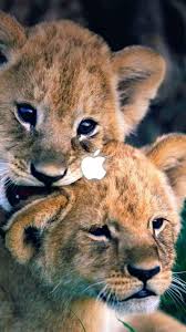 Woodland Animal Wallpaper Border Baby Animals Pictures Cute Animals Animals